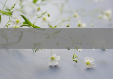 黄果树香烟磨砂批发(黄果树香烟磨砂批发价多少)